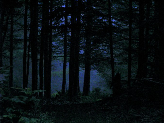 night forest